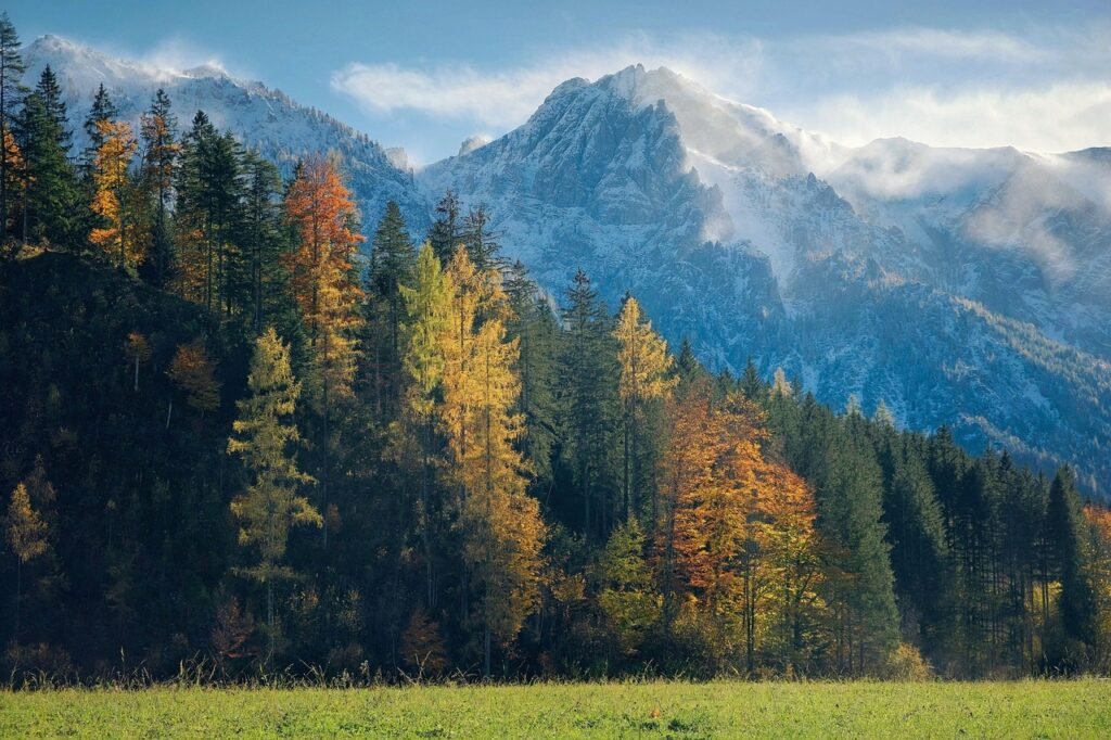 mountains, forest, trees, pasture, meadow, nature, landscape, fall, autumn