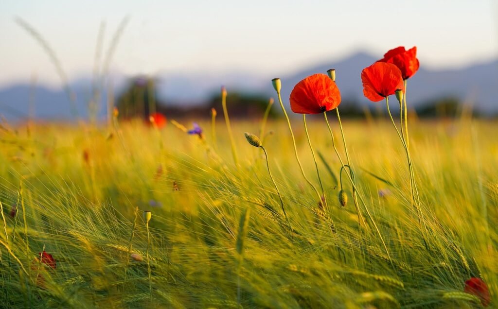 poppies, field, meadow, flower wallpaper, wheat field, field of poppies, flowers, landscape, cereals, beautiful flowers, flower background, red poppy, wildflowers, sunset, nature