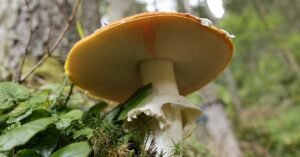 A low-angle photo of an Amanita mushroom growing on the forest floor among green leaves.